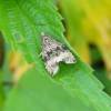 Syricoris lacunana - obaleč jahodníkový