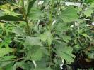 Ginkgo biloba 'Annys Dwarf'