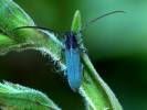 Phytoecia caerulescens - kozlíček kovolesklý