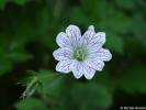 Geranium versicolor - kakost různobarvý