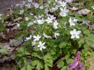 Isopyrum thalictroides - zapalice žluťuchovitá