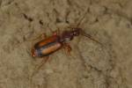 Polistichus connexus