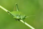 Polysarcus denticauda - kobylka zavalitá