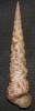 Turritella maculata