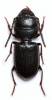 Ditomus semicylindricus