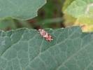 Epinotia cruciana