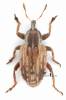 Hypera venusta