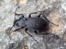 Carabus carinthiacus