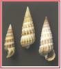 Pirenella conica