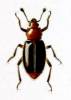 Calonecrus wallacei