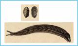 Testacella maugei - Mauge's Shelled Slug