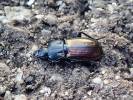 Pterostichus amorei gonar
