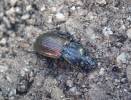 Pterostichus amorei gonar