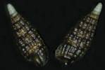 Cerithiopsis minima