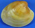 Mercenaria mercenaria - Northern Quahog