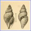 Curtitoma decussata