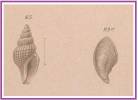 Oenopota cinerea