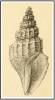 Propebela assimilis