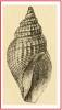 Propebela arctica