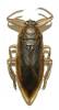 Lethocerus cordofanus - mohutnatka jižní