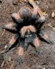 Brachypelma emilia - sklípkan Emiliin