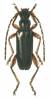 Alosterna ingrica