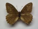 Hipparchia tamadabae