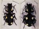 Anthia sexguttata