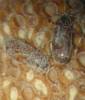 Pharaxonotha esperanzae