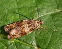 Celypha cespitana