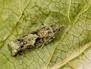 Epinotia immundana