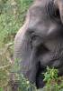Elephas maximus indicus - slon indický