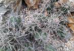 Grusonia invicta