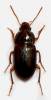 Amara bifrons