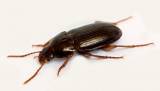 Amara bifrons
