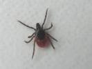 Ixodes ricinus - klíště obecné