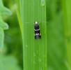 Elachista albifrontella
