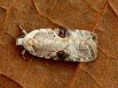 Agonopterix alstromeriana - Poison Hemlock Moth