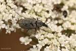 Mycterus curculioides