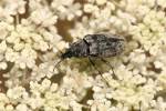 Mycterus curculioides