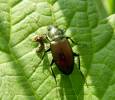 Poecilus versicolor