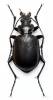 Calosoma inquisitor inquisitor