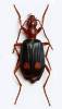 Brachinus bayardi