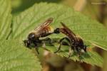 Laphria flava - roupec žlutý