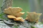 Pycnoporellus fulgens