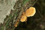 Pycnoporellus fulgens