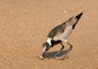 Vanellus armatus - Blacksmith Lapwing