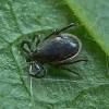 Ixodes ricinus - klíště obecné