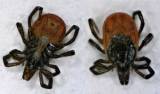 Ixodes ricinus - klíště obecné