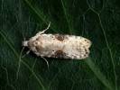 Agonopterix alstromeriana - Poison Hemlock Moth